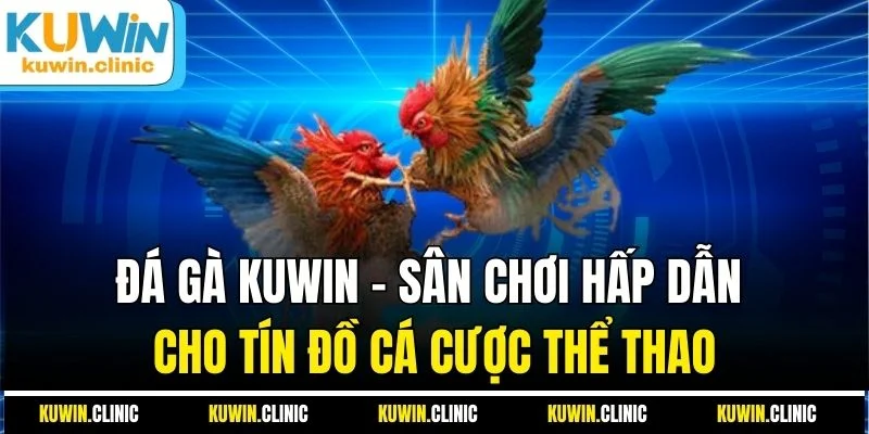 Thông tin cơ bản về sảnh đá gà trên nền tảng Thông tin cơ bản về sảnh đá gà trên nền tảng