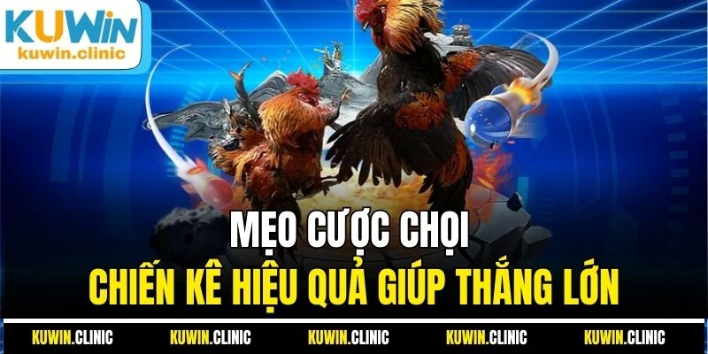 Mẹo cược chọi chiến kê hiệu quả giúp thắng lớn Mẹo cược chọi chiến kê hiệu quả giúp thắng lớn