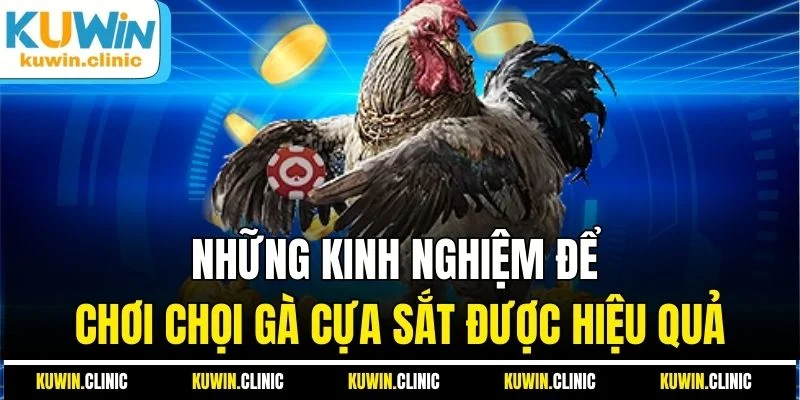Đá Gà Cựa Sắt - Lựa Chọn Số Một Của Khách Hàng Cá Cược